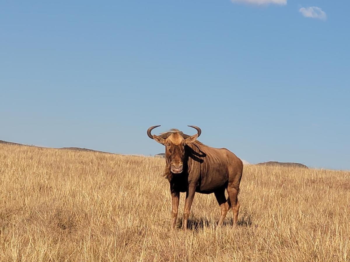 Buffalo Hills Private Game Reserve Harrismith Dış mekan fotoğraf