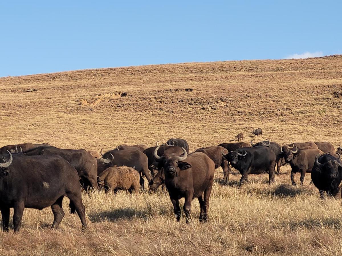 Buffalo Hills Private Game Reserve Harrismith Dış mekan fotoğraf